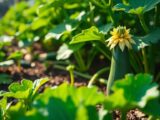 Courgettes planten en verzorgen: handige tips voor een rijke oogst